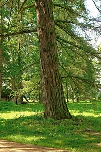 Vilzenmuiza European larch